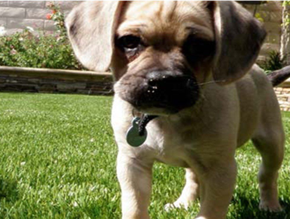 Artificial Grass Maintenance Tips, Menifee Artificial Grass & Pavers